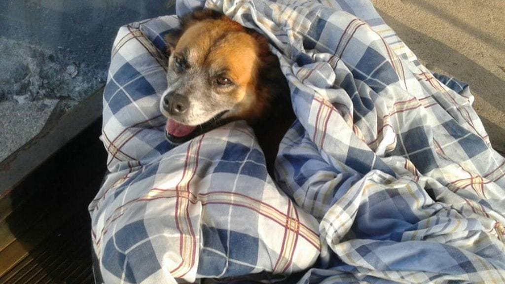 Espanjan koirat, FB2