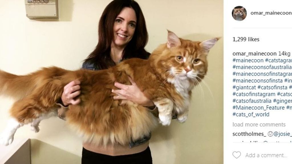Kuva kissalle tehdyltä Instagram-tililtä.