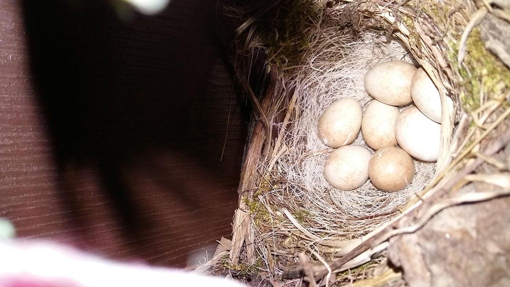 Ovikranssissa oleva linnunpesä