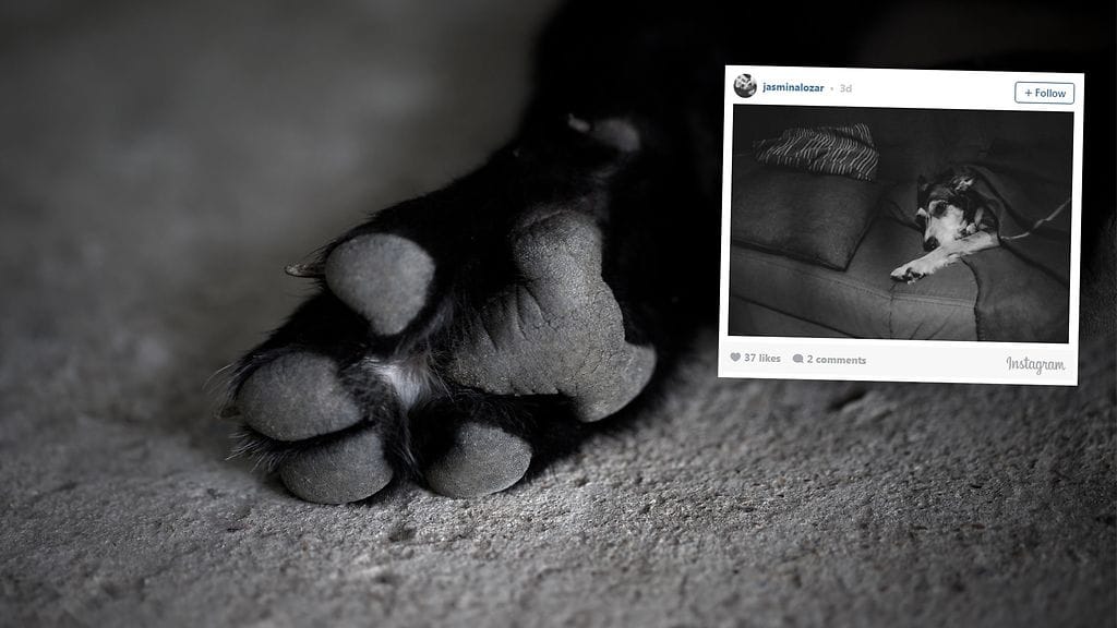 Kauniit kuvat muistuttavat, kuinka tärkeä osa Lilly oli hänen omistajansa elämää.