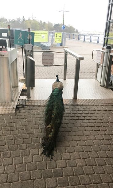 Riikinkukko Katariina Jalkanen