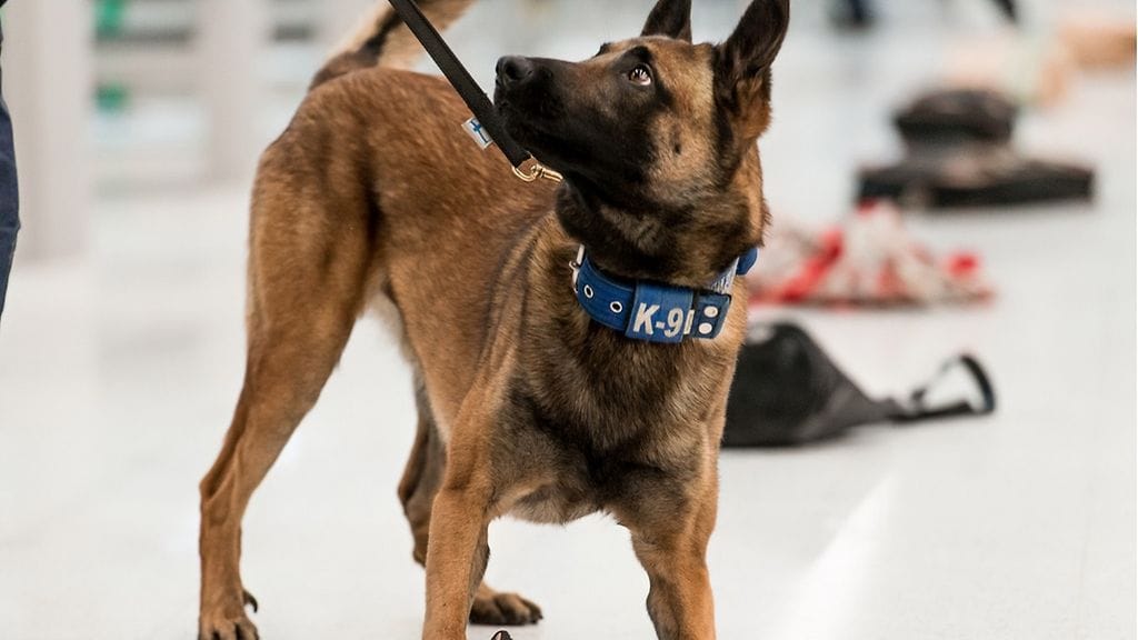 Tämä söpöliini on huumekoirakilpailussa ensimmäiseksi sijoittunut Oiva Itä-Uudenmaan poliisilaitokselta.