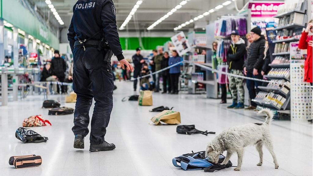Kuvituskuva: Jekku sijoittui toiseksi huumekoirakilpailussa tänä keväänä. Jekku ja Miikka Ounila laukkurastilla.