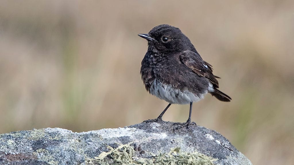 Nokitaskun tallensi kameralle Jorma Tenovuo.