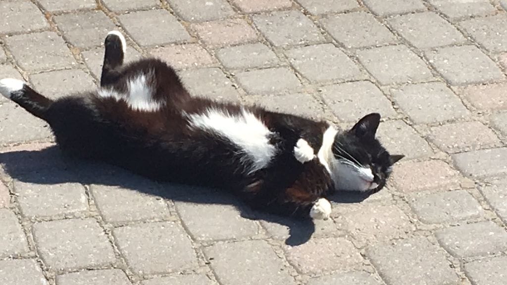 Kissakin nauttii helteestä