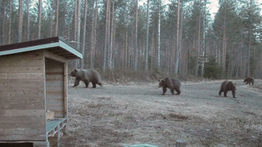 Tapani Hautamäen riistakameran kuvaan tallustelevat emokarhu ja sen kolme poikasta 11. tätä kuuta kello 22.43.