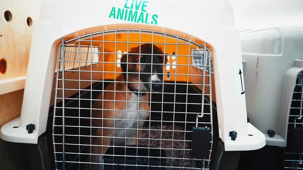 Lemmikkien lentomatkat sujuvat yleensä hyvin, mutta surullisia poikkeuksiakin on. Kuvituskuva.