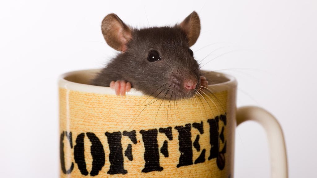 Maistuisiko kupponen rottien seurassa?