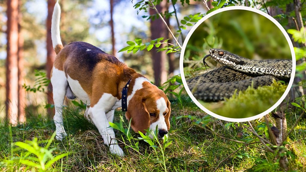 Utelias ja hajujen perässä kulkeva koira voi hyvinkin joutua kyyn tielle. Kuvituskuva.