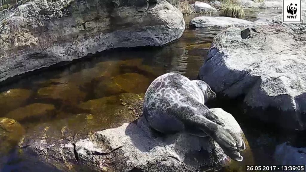 Pullervo-norpasta on tullut julkkis Suomenkin ulkopuolella. Pullervo nautiskeli päivästä kameran edessä viimeksi tänään.