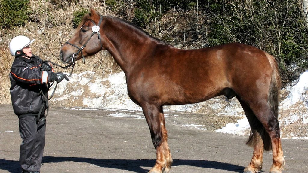 Kalevi Salmela esittää ylpeänä Tuulenpojua, joka on hänen kotikasvattinsa toisessa polvessa.