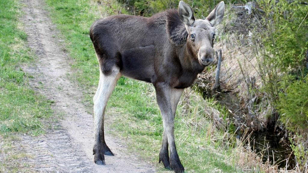 Lappeenrannassa päästiin jopa paijaamaan epätavallisen kesyä hirveä. Kuva: Jorma Härkönen.