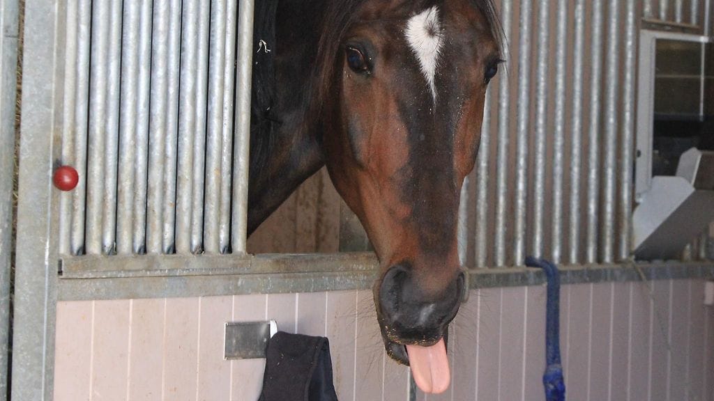 Hyökkäyshetki lähestyy, mutta Elian Web ei pelkää ketään eikä mitään.