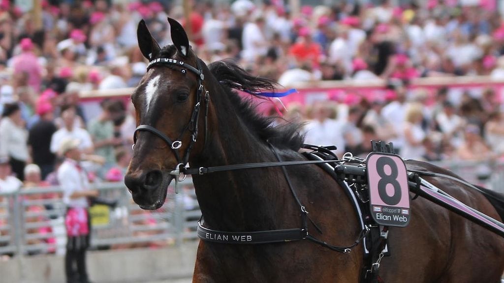 Elian Web toimii Web-kasvattien lippulaivana.