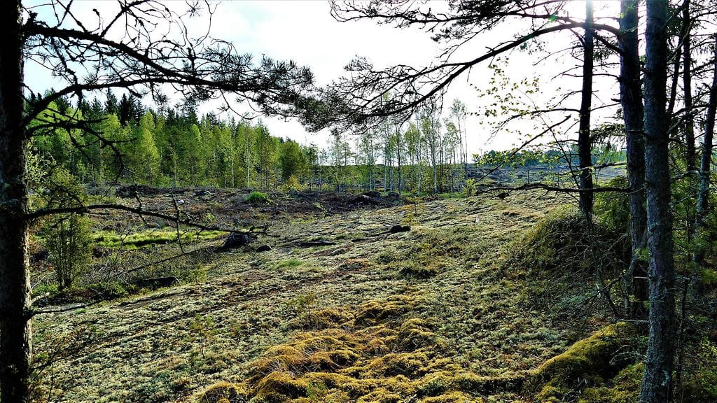 Metsäpalot ovat mahdollisia kesäisessä Uudessakaupungissa. Lukijan kuva.