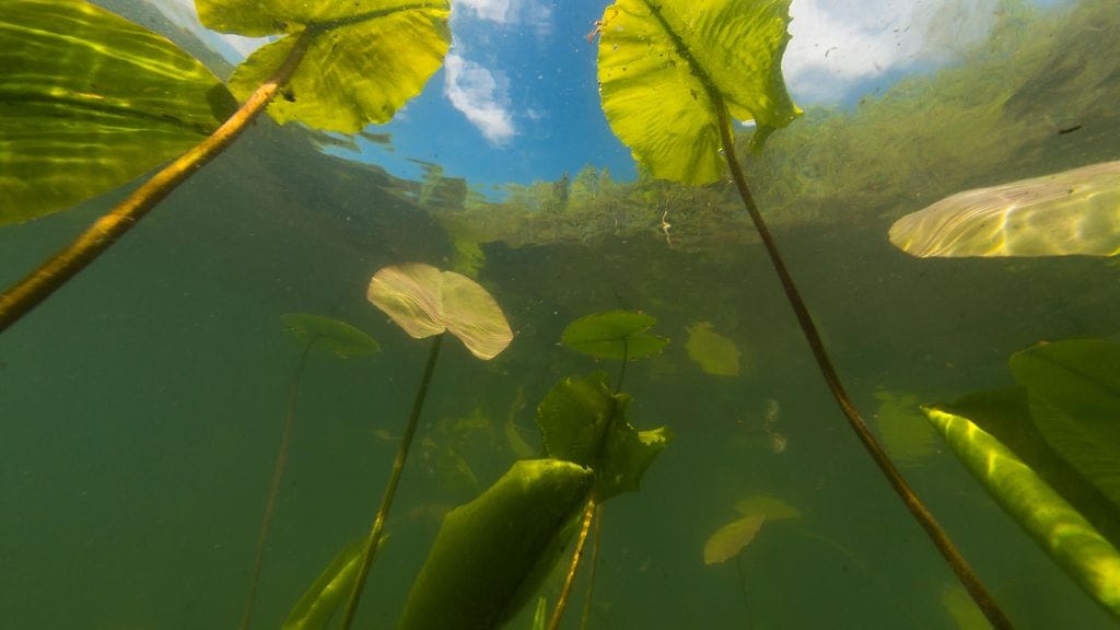 Sukelluskuva Littoistenjärvestä puhdistuksen jälkeen Kuva: Vesa-Matti Väärä.