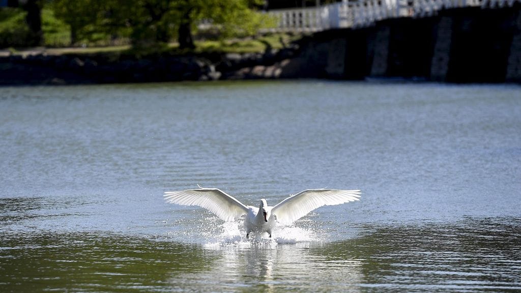 Joutsen Seurasaaren edustalla Helsingissä maanantaina 29. toukokuuta 2017.