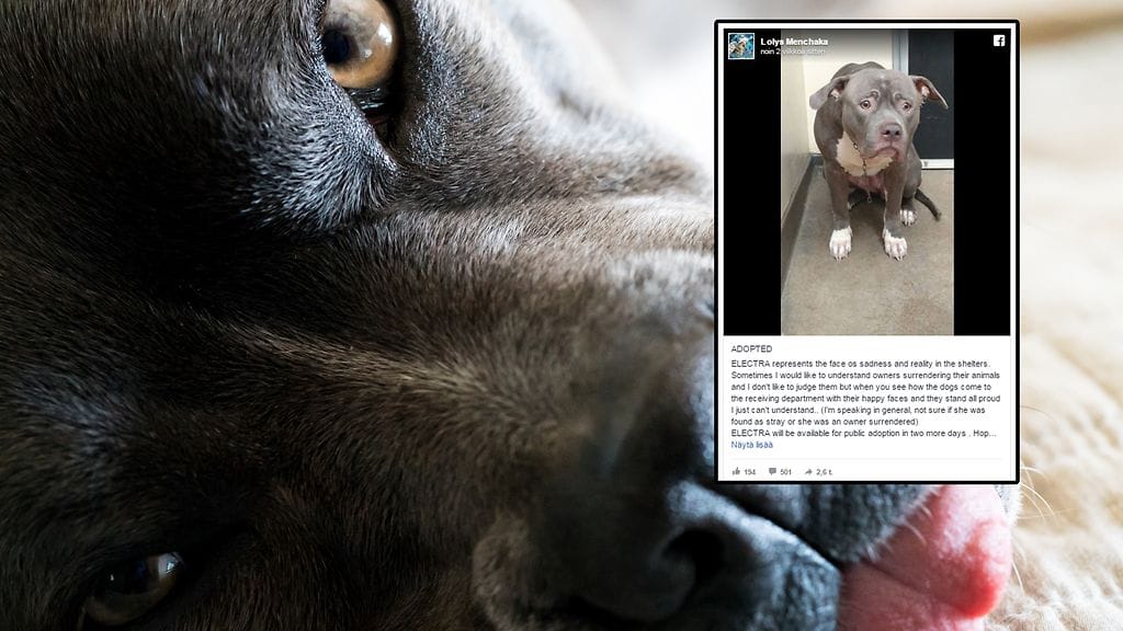 Kuvituskuva Shutterstock, toisen kuvan lähde Facebook.