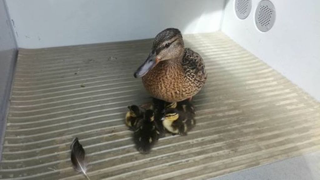 Poliisit palauttivat kaupungille eksyneen sorsaperheen takaisin luontoon Lahdessa. Kuva: Hämeen poliisi.