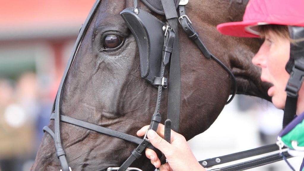 Seabiscuit on valmis haastamaan loistopaikalta lämminveristen Suomen Mestaruuden suosikin Midnight Hourin.