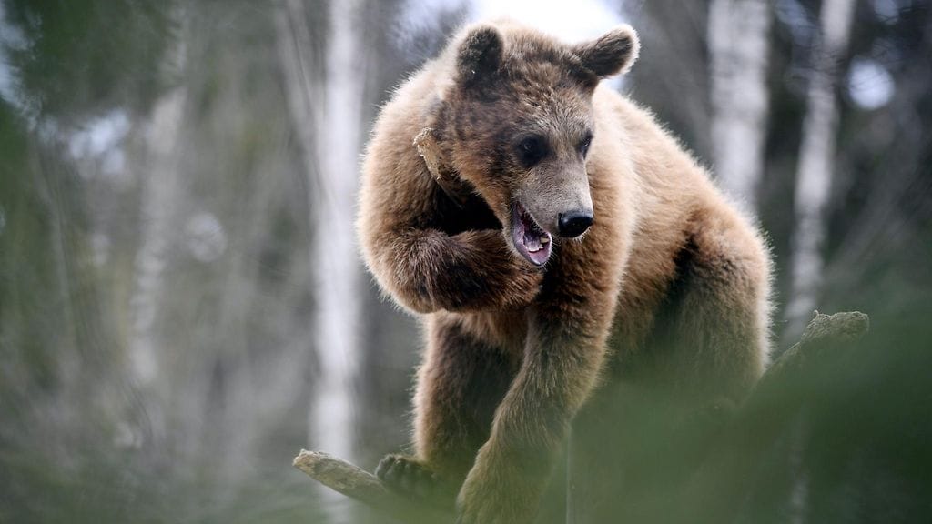 Haaskan käyttö karhunmetsästyksessä on kiellettyä.