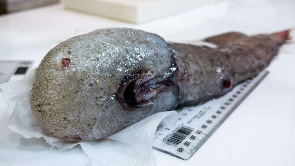 Tutkijat kartoittavat niin kutsutun itäisen syvänteen elämää ja oloja.