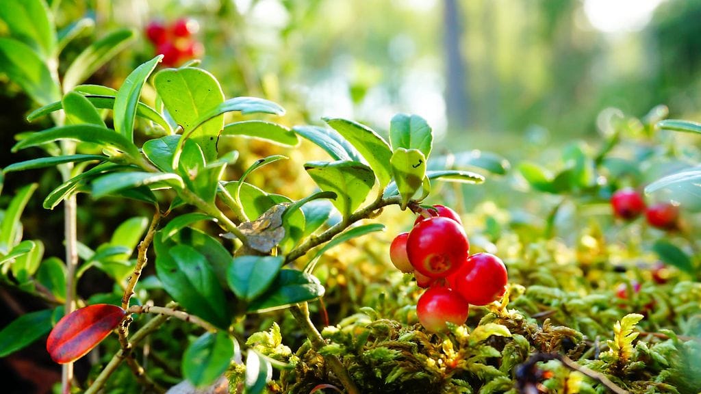 Metsäpuutarhassa mieli lepää.