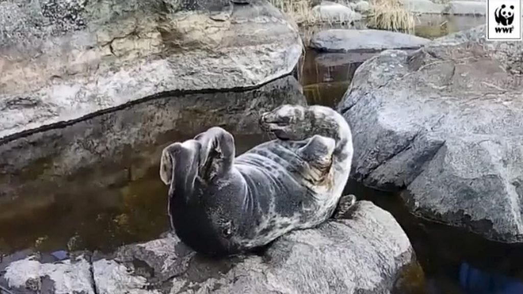 Norppaliven tähti Pullervo venytteli kivellä viime kesäkuussa. Kuvakaappaus Norppalivestä.