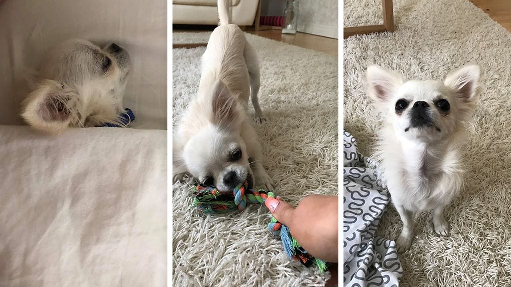 Vasemmalla kuva Elliotista tapauksen jälkeen, keskellä ja oikealla ennen tapahtumaa.