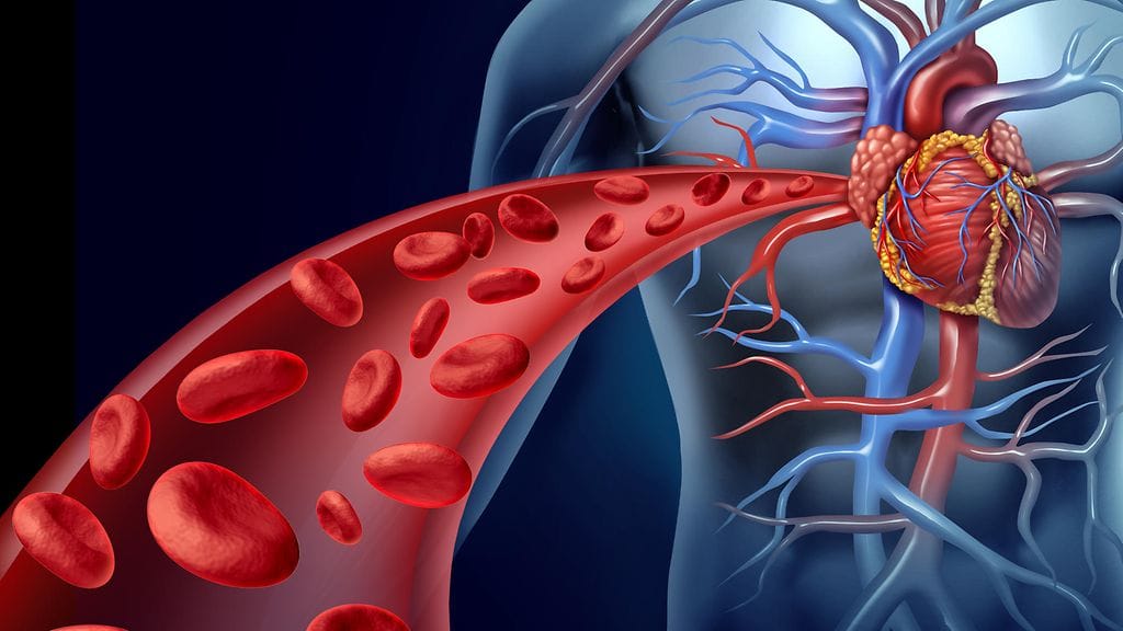 Valtimoiden huono kunto nostaa riskiä sydän- ja verisuonitaudeille. Kuvituskuva.
