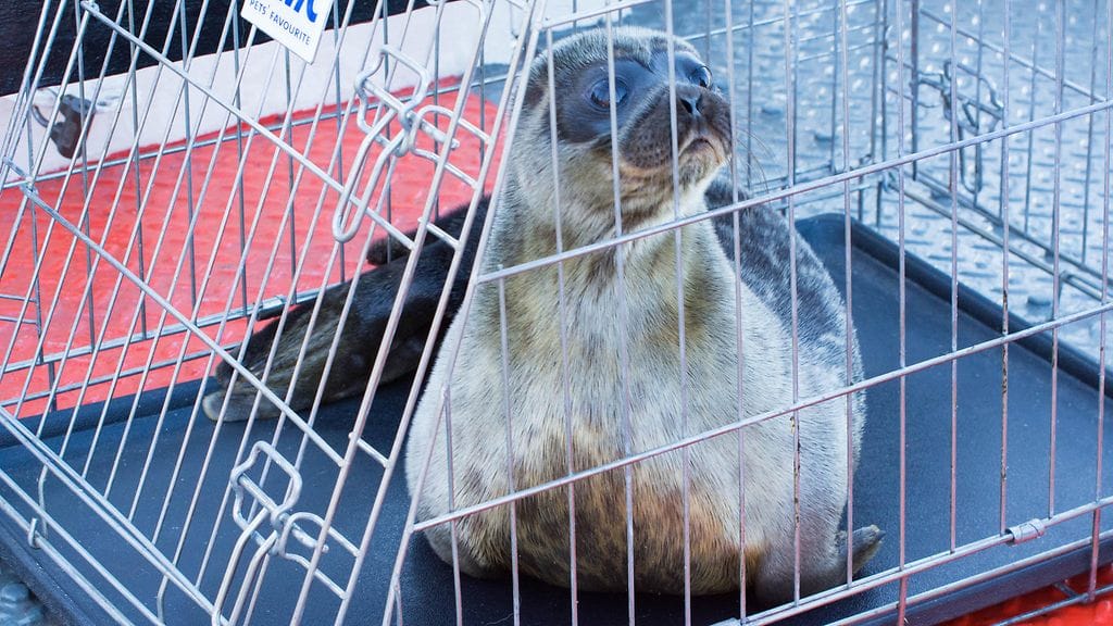 Pette-kuutti odottaa vapautusta