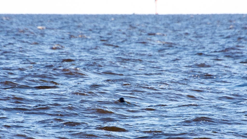 Pette-kuutti avomerellä