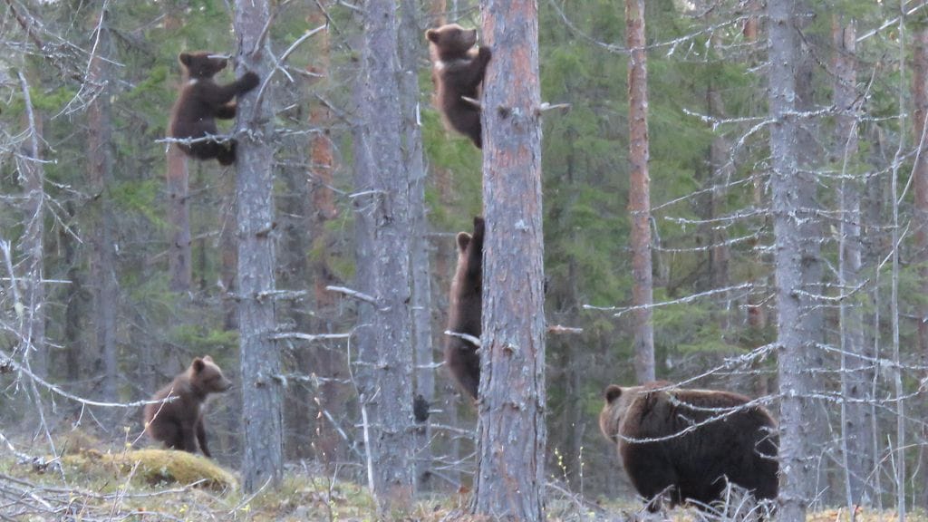 15-vuotias Niklas Mauro tallensi harvinaisen näyn Lieksan metsässä, kun hän kohtasi emokarhun neljän pentunsa kanssa.