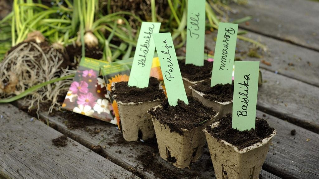Tillin ja persiljan ehtii hyvin kasvattaa vielä itse siemenestä.