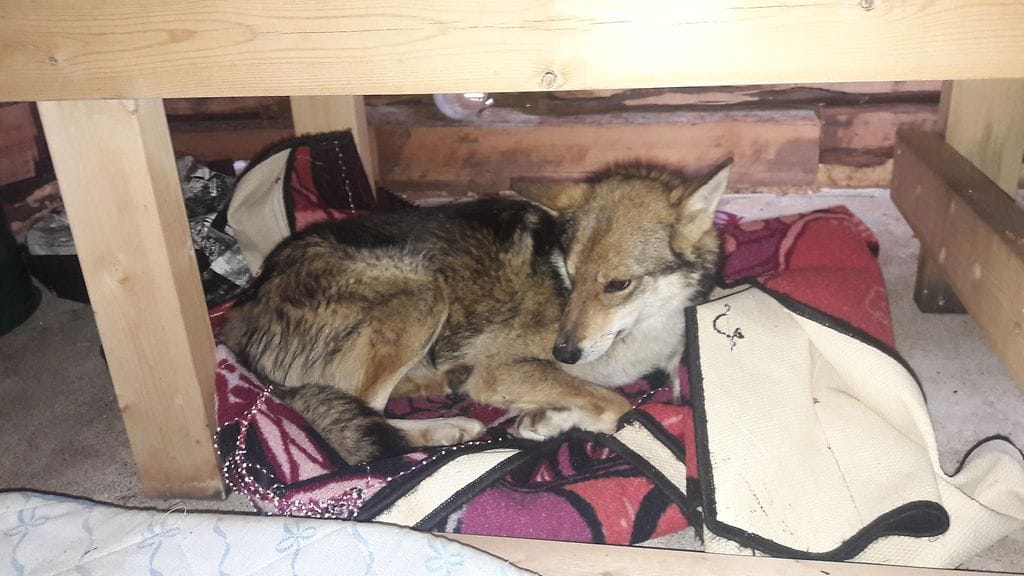 Heli sai kulkukoiran kiinni ja toimitti eläinlääkäriin. Nyt koira lopetetaan, koska eläinlääkärin mukaan se ei sovellu lemmikiksi.