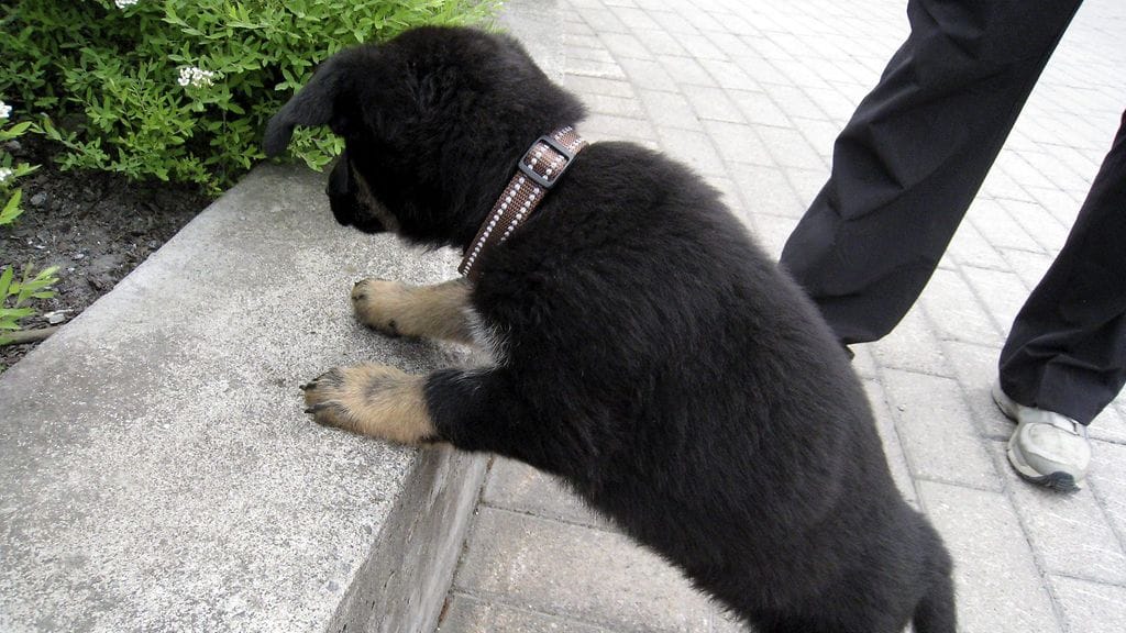 Palokoira Cyttä oli tärkeässä roolissa palopaikkojen tutkinnassa.