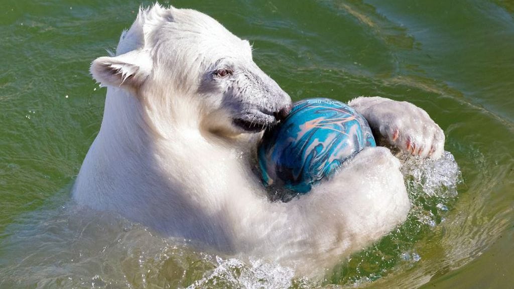 Ei voi olla söpömpää! Ranuan jääkarhunpentu melskaa vedessä täysin rinnoin