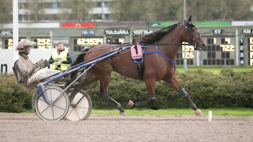Callela Ladyboss kantaa Turun Kasvattajakruunussa suursuosikin paineet.