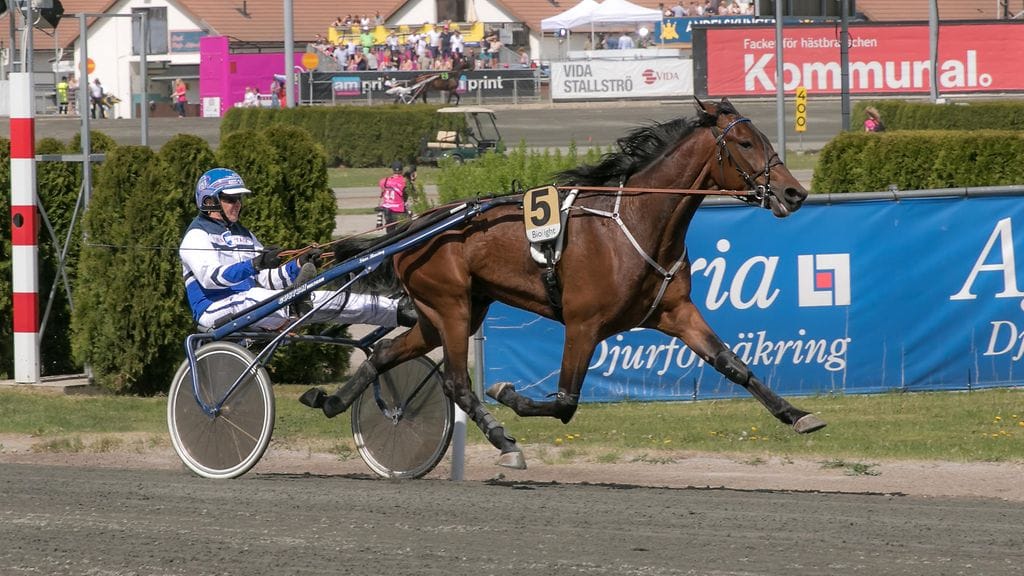 Pekka Korpi ajaa lauantaina Twist Of Fatea Bergsåkerissa ja uskoo Express Duon ohjat Suur-Hollola-ajon välierissä Lahdessa Ari Moilaselle.
