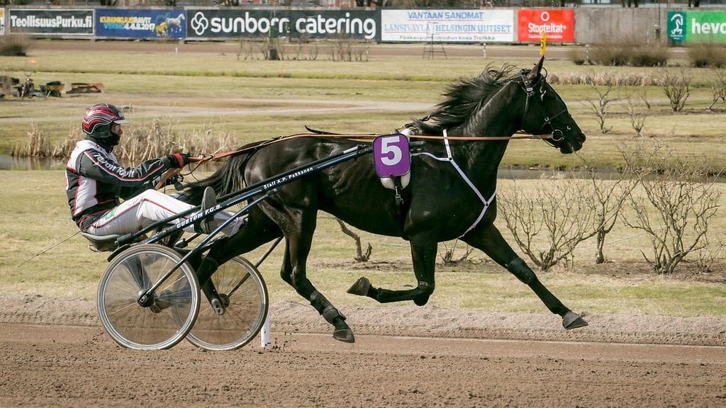 Hotshot Luca ja sen vakio-ohjastaja Mika Forss ovat kohdanneet kiperiä tilanteita viime kilpailuissaan.