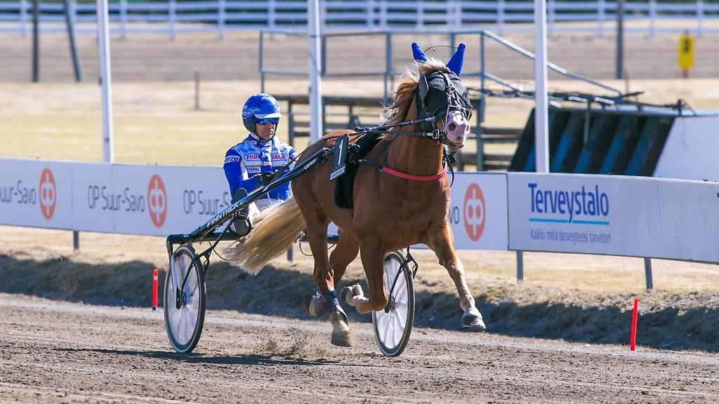Pikkukahveli on vihdoin varmistumaan päin, ja ori alkaa olla yksi vahvimmista kandidaateista ravikuninkaaksi.
