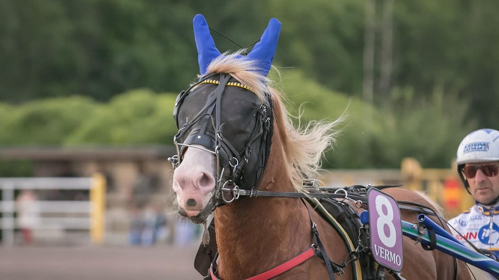 Pikkukahveli tähtää edelleen Vermon kuninkuuskilpaan, vaikka jalkavaivoista on tullut ikävää takapakkia.