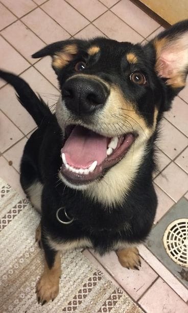 Jaakko Rainiola koira1