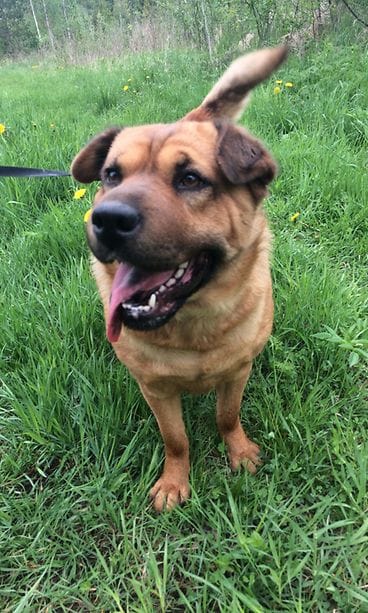 Jaakko Rainiola koira2