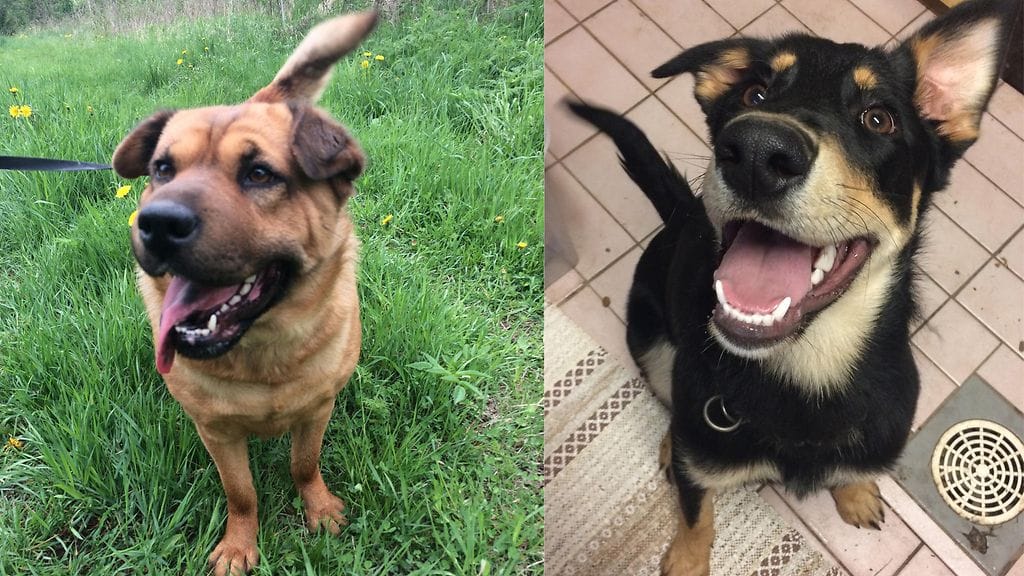 Tällä hetkellä Jaakko Rainiolan löytöeläinhoitolassa on kaksi kotia etsivää koiraa.