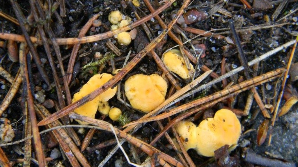 Salon Kotaladosta löytyy jo kantarelleja.