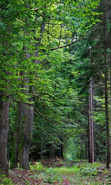 Unescomettää - Kuvaajan nimi mainittava
