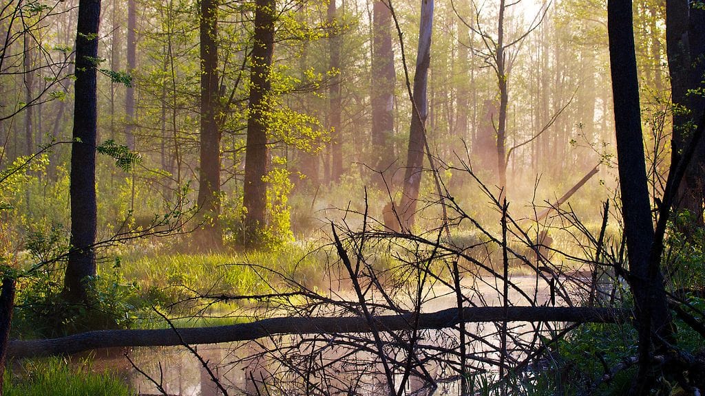 Bialowiezan metsä. Lukasz Mazurek, WildPoland.com