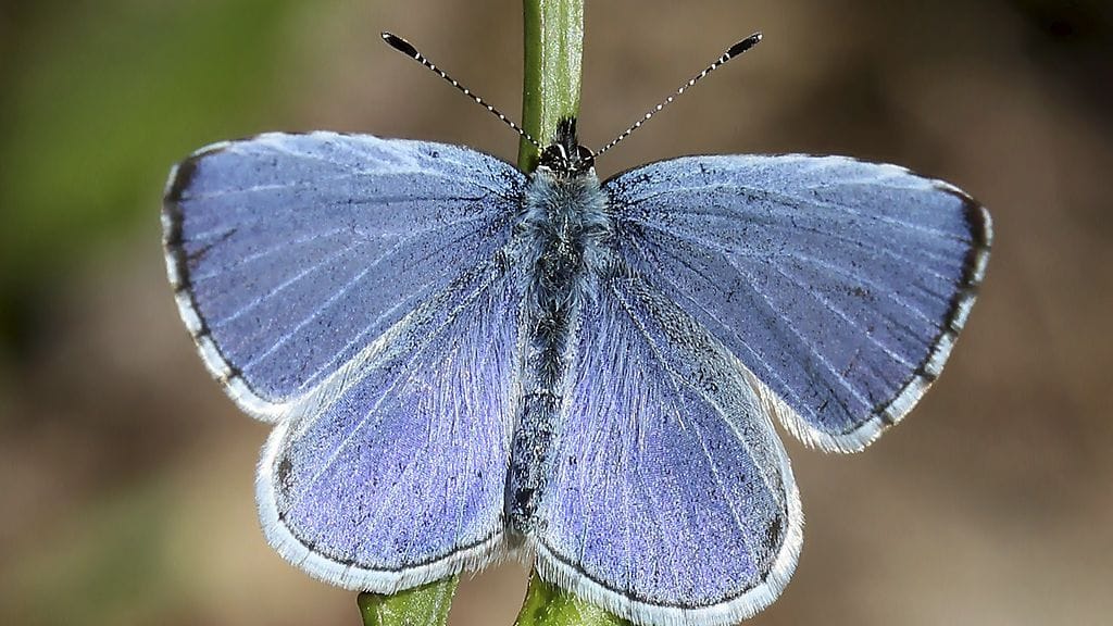 Suomen kansallisperhoseksi valittiin Paatsamasinisiipi.