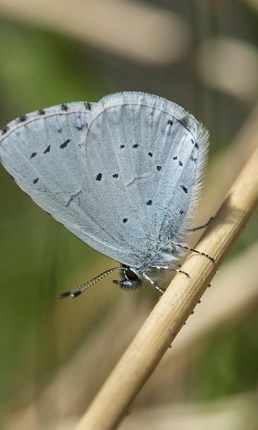 Paatsamasinisiipi (1)